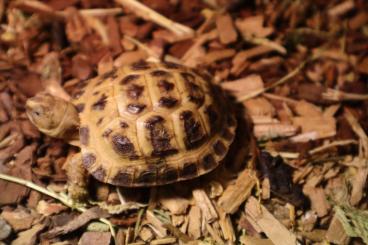 Landschildkröten kaufen und verkaufen Foto: Looking for testudo horsfieldii babies