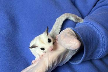 Exotische Säuger kaufen und verkaufen Foto: Sugarglider-Familie sucht neues Zuhause 