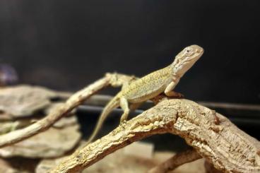 Bearded dragons kaufen und verkaufen Photo: Pogona Henrylawsoni mit komplettem Terrarium - Berlin