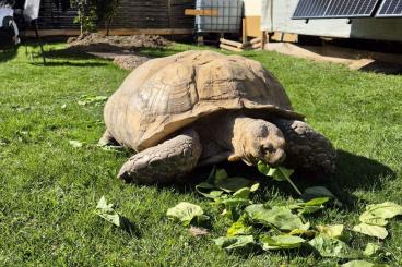 Tortoises kaufen und verkaufen Photo: Spornschildkröten Sulcata 1,1