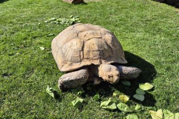 Landschildkröten kaufen und verkaufen Foto: Spornschildkröten Sulcata 1,1