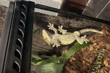 Geckos kaufen und verkaufen Photo: SELTEN gefärbter Kronengecko MIT Terrarium zu verkaufen