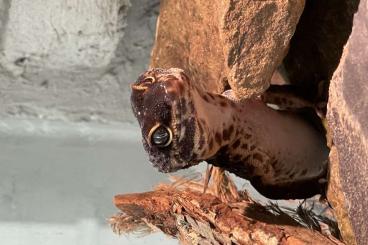 Geckos kaufen und verkaufen Photo: Leopardgecko Black Night, W 4.5 Jahre