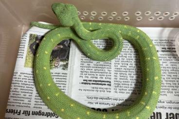 Snakes kaufen und verkaufen Photo: Atheris Chlorechis 0.1 cb 2018 