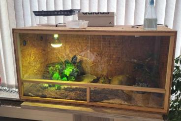 Snakes kaufen und verkaufen Photo: 2 Kornattern plus Terrarium zu verkaufen