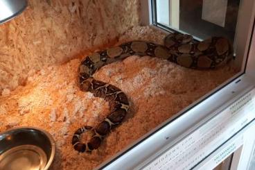 Boas kaufen und verkaufen Foto: 2 Boa constrictor zu verkaufen 