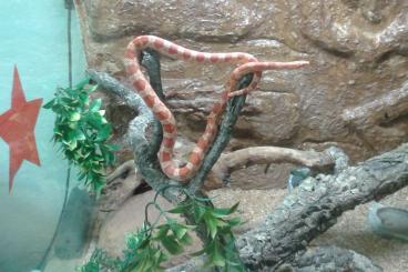 Snakes kaufen und verkaufen Photo: Verkaufe rote Kornnatter mit Terrarium