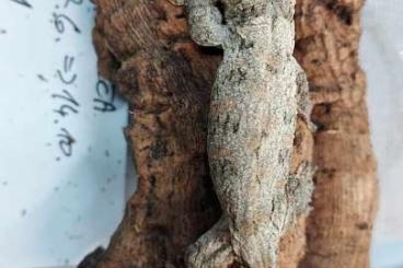 Geckos kaufen und verkaufen Photo: geckos available for Hamm