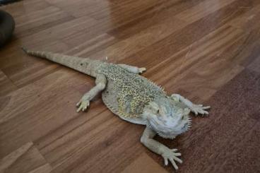 Bearded dragons kaufen und verkaufen Photo: Sucht ein neuen Platz!...