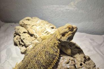 Bearded dragons kaufen und verkaufen Photo: Bartagame (M/ca.7) sucht neuen Platz