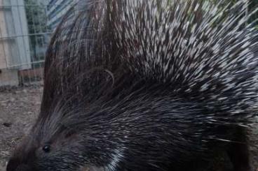 Exotic mammals kaufen und verkaufen Photo: Suche Weispunkt- Stachelschwein 