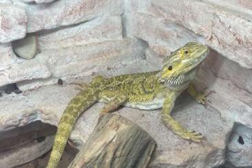 Bearded dragons kaufen und verkaufen Photo: Bertagame zu verkaufen inklusive käfig