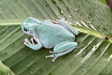 frogs kaufen und verkaufen Photo: Looking for Litoria cereuela, pachymedusa dacnicolor