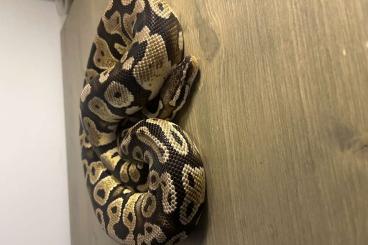 Ball Pythons kaufen und verkaufen Photo: Königspython Pastel Yellowbelly 0.1