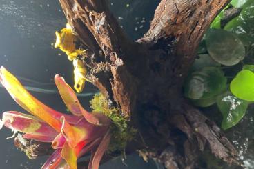 Pfeilgiftfrösche kaufen und verkaufen Foto: 0.0.1 Phyllobates Terribilis