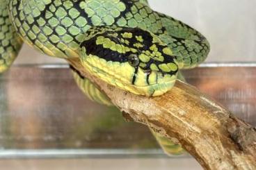 Giftschlangen kaufen und verkaufen Foto: Trimeresurus trigonocephalus 