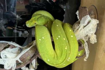 Pythons kaufen und verkaufen Foto: Morelia viridis / Couple of Azurea Azurea Biak 