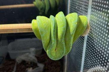 Pythons kaufen und verkaufen Foto: Morelia viridis Manokwari - Couple from 2020