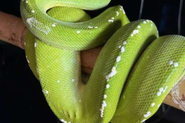 Pythons kaufen und verkaufen Foto: Aru Female - Born 2019 - 600€