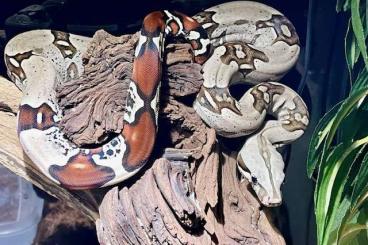 Boas kaufen und verkaufen Foto: Boa constrictor constrictor Surinam - Red tail - Born 2020