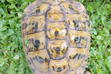 Tortoises kaufen und verkaufen Photo: 3 Griech.  Landschildkröte weiblich und männlich 