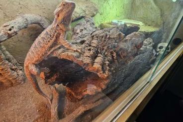 Bearded dragons kaufen und verkaufen Photo: Bartagame 4 Jahre in liebevolle Hände 