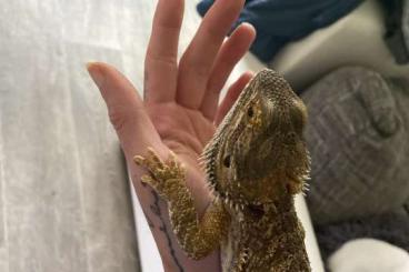 Bearded dragons kaufen und verkaufen Photo: Junge Bardergame zu verkaufen 