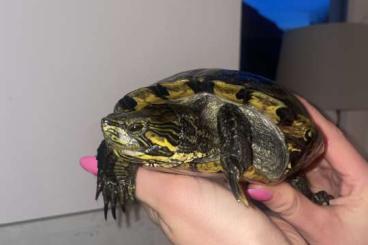 Sumpfschildkröten kaufen und verkaufen Foto: Cumberland Schmuckschildkröte