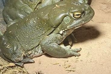 frogs kaufen und verkaufen Photo: Bufo (Incilius) alvarius, Colorado Rover Toad/ Sonoran Desert Toad