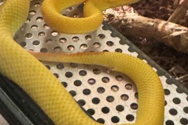 Giftschlangen kaufen und verkaufen Foto: Weißlippenbambusotter Trimeresurus Albolabris Albino