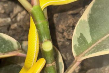 Giftschlangen kaufen und verkaufen Foto: Weißlippenbambusotter Trimeresurus Albolabris Albino