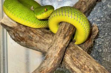 Venomous snakes kaufen und verkaufen Photo: 1.1 Albolabris Weißlippen Bambusotter