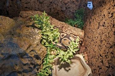 Königspythons kaufen und verkaufen Foto: Python zu verkaufen - 100 € - mit Terrarium 