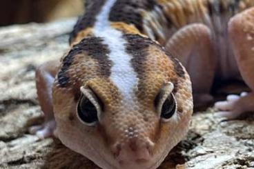 Geckos kaufen und verkaufen Photo: Afrikanischer Krallengecko