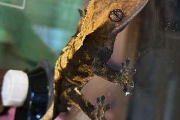 Geckos kaufen und verkaufen Photo: Ich verkaufe meinen 1 jahre alten männlichen Kronengecko (barry) da 