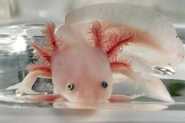 Schwanzlurche kaufen und verkaufen Foto: Junge Axolotl aus Nachzucht abzugeben