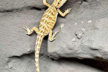 Bearded dragons kaufen und verkaufen Photo: 5 Bartagamen Jungtiere zu verkaufen