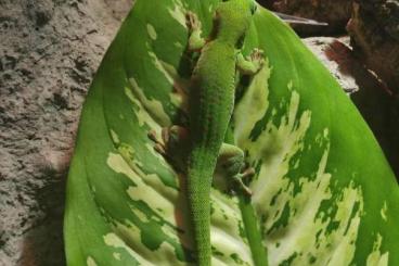 Geckos kaufen und verkaufen Photo: Phelsuma kochii 0.1 Kochs Taggecko Madagaskar Gecko