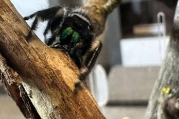 Spinnen und Skorpione kaufen und verkaufen Foto: Phidippus regius white Bahamas