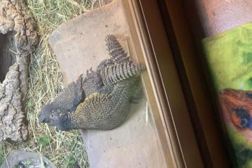 Agamen kaufen und verkaufen Foto: Uromastyx Acanthinurus Nigriventris