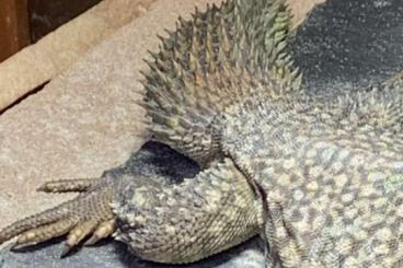 Agama kaufen und verkaufen Photo: Uromastyx Acanthinurus Nigriventris