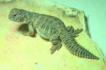 Agama kaufen und verkaufen Photo: Uromastyx Acanthinurus Nigriventris