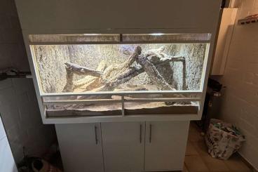 Bearded dragons kaufen und verkaufen Photo: Bartagamen 2.1 mit Super Terrarium