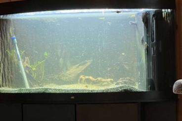 Aquarien kaufen und verkaufen Foto: Aquarium 350 Liter mit alles