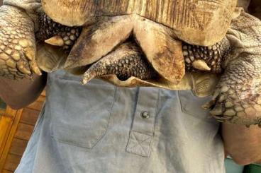 Landschildkröten kaufen und verkaufen Foto: Vermittle 2 Sulcatas und 2 Graupapageien