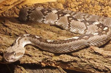 Giftschlangen kaufen und verkaufen Foto: looking for 0.1 crotalus molossus ornatus