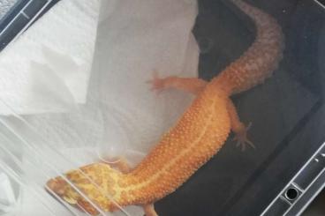 Geckos kaufen und verkaufen Foto: Leopardgeckos Giant aus 2023 und 2024 