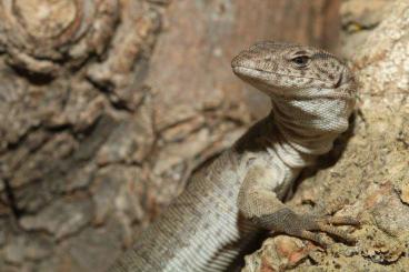 Warane kaufen und verkaufen Foto: Looking for Varanus Gilleni