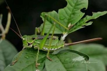 Insekten kaufen und verkaufen Foto: Chinese Devil Grasshopper 