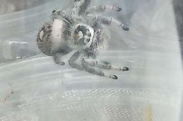 Spiders and Scorpions kaufen und verkaufen Photo: Phidippus regius White Bahamas